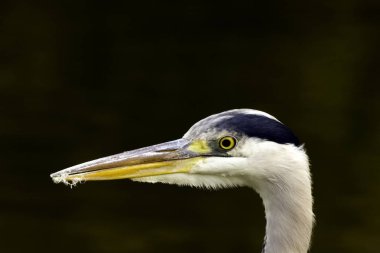 Vahşi gri balıkçıl (Ardea cinerea) Thames nehrinde avlanırken - Richmond Thames, Birleşik Krallık