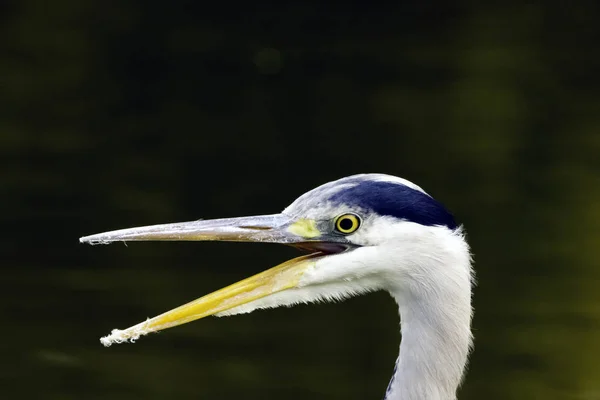 Héron Gris Sauvage Ardea Cinerea Chassé Dans Tamise Richmond Thames — Photo