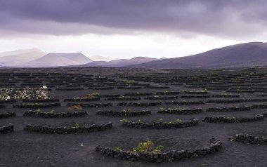 La Geria Şarap Vadisi - Lanzarote, Kanarya Adaları, İspanya