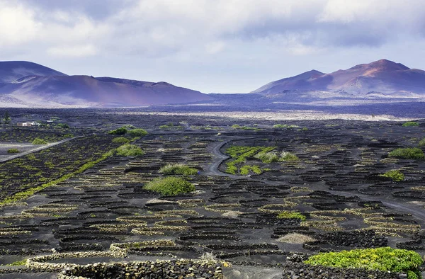 Vale Vinho Geria Lanzarote Ilhas Canárias Espanha — Fotografia de Stock