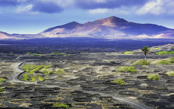 Vale Vinho Geria Lanzarote Ilhas Canárias Espanha — Fotografia de Stock