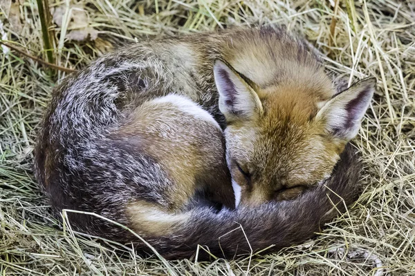 Спящий Европейский Красный Лис Vulpes Vulpes Crucigera Замечен Моем Саду — стоковое фото