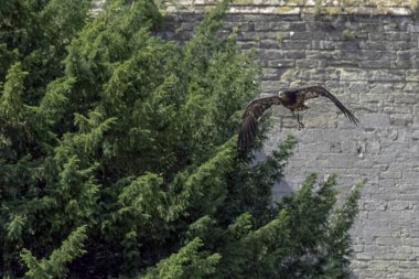 Kaya kartalı (Aquila chrysaetos uçan)