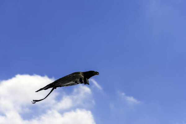 Flying red kite (Milvus milvus)