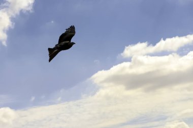 Uçan Kırmızı Uçurtma (Milvus milvus)