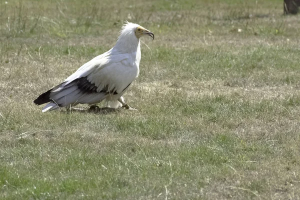 Ägyptischer Geier Neophron Percnopterus Auch Weißer Aasgeier Oder Pharaonhuhn Genannt — Stockfoto