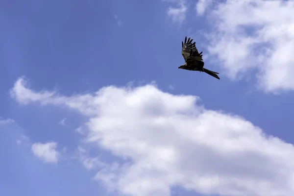 Flying Red Kite Milvus Milvus — Stock Photo, Image