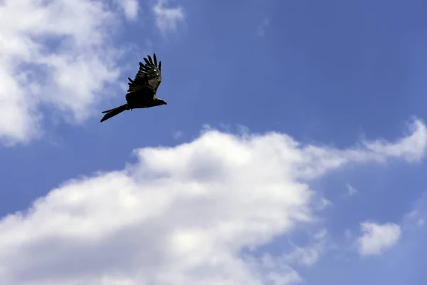 空飛ぶ黒凧 Milvus移民 — ストック写真