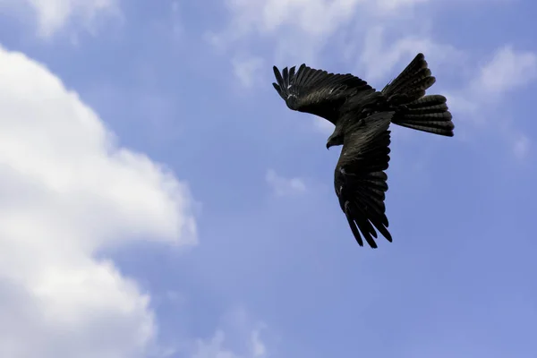 날으는 밀비스 주하는 동물들 — 스톡 사진