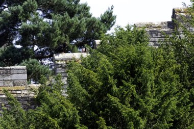 Altın Kartal (Aquila chrysaetos) Kalesi duvardaki