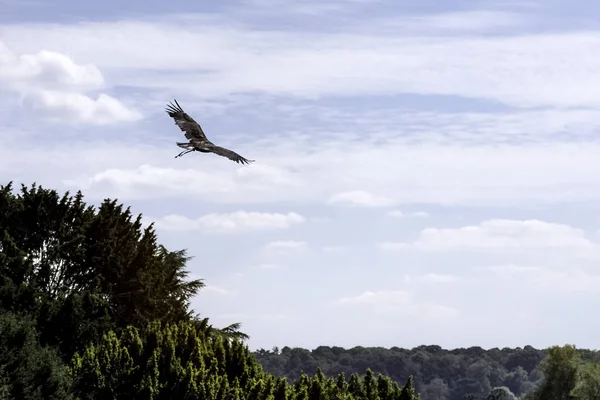 Літаючих Золотий Орел Aquila Chrysaetos Сполучені Штати Америки — стокове фото