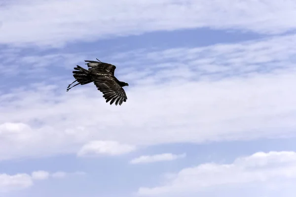 Літаючих Золотий Орел Aquila Chrysaetos Сполучені Штати Америки — стокове фото