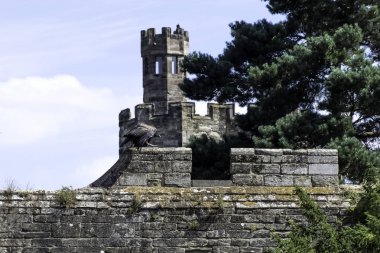 Kale duvardaki genç and condor (Vultur gryphus)
