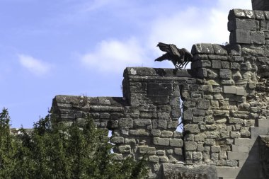 Kale duvardaki genç and condor (Vultur gryphus)