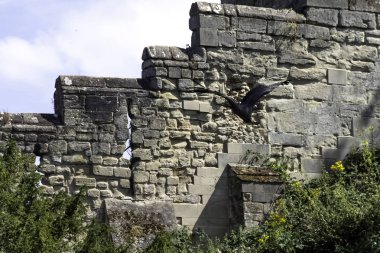 Uçan genç and condor (Vultur gryphus)