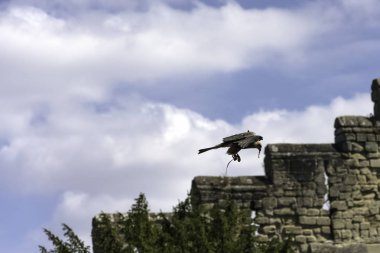 Uçan Kırmızı Uçurtma (Milvus milvus)