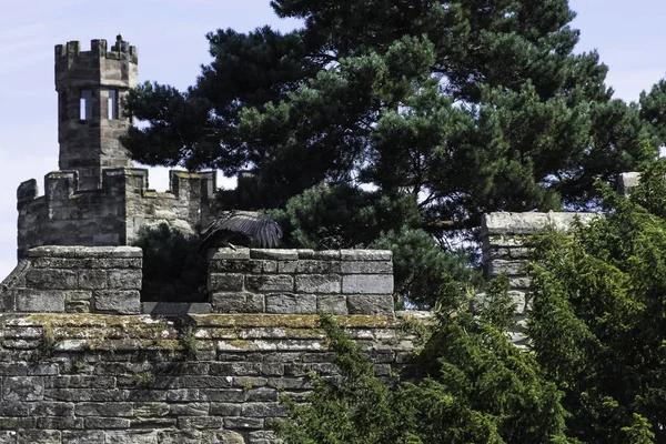 Jeune Condor Andin Vultur Gryphus Sur Mur Château — Photo