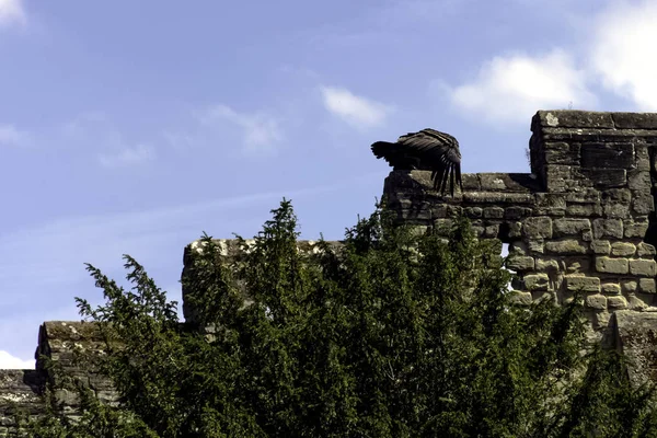 Kale duvardaki genç and condor (Vultur gryphus)