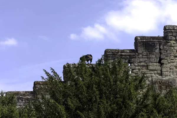 Kale duvardaki genç and condor (Vultur gryphus)