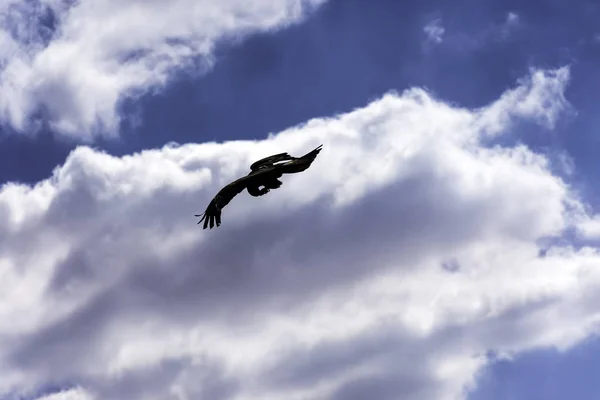 Létající Červený Drak Milvus Milvus — Stock fotografie