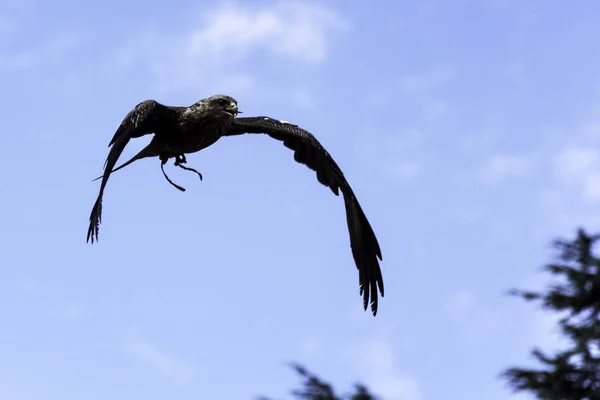 Létající Černý Drak Milvus Migrans — Stock fotografie