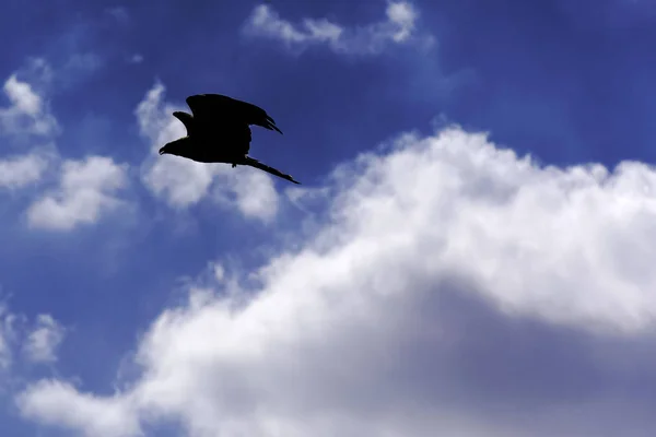 空飛ぶ黒凧 Milvus移民 — ストック写真