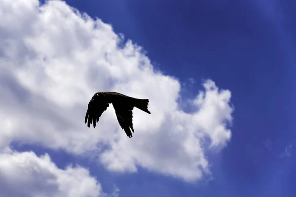 Ιπτάμενος Μαύρος Αετός Milvus Migrans — Φωτογραφία Αρχείου