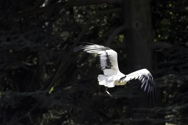 Avvoltoio Volante Egiziano Neophron Percnopterus Chiamato Anche Avvoltoio Spazzino Bianco — Foto Stock