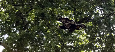 Genç kel kartal (Haliaeetus leucocephalus) beyaz başlı ya da beyaz kuyruklu kartal, deniz kartalı ya da Amerikan kartalı olarak da bilinir.