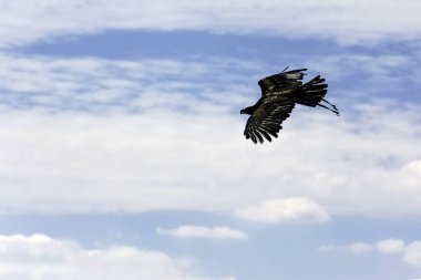 Genç kel kartal (Haliaeetus leucocephalus) beyaz başlı ya da beyaz kuyruklu kartal, deniz kartalı ya da Amerikan kartalı olarak da bilinir.