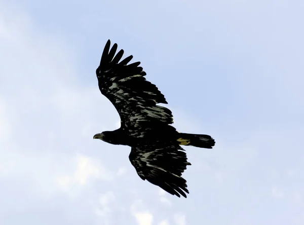 대머리 독수리 Haliaeetus Leucocephalus 독수리 독수리 독수리로도 알려져 — 스톡 사진