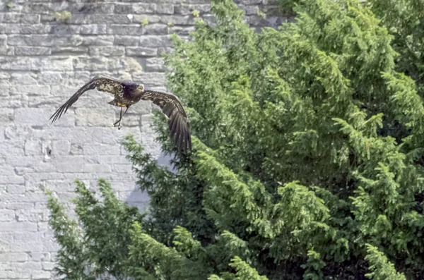 Jeune Pygargue Tête Blanche Haliaeetus Leucocephalus Également Connu Sous Nom — Photo