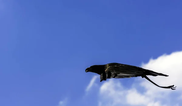 Orel Bělohlavý Haliaeetus Leucocephalus Také Známý Jako Orel Bělohlavý Orel — Stock fotografie