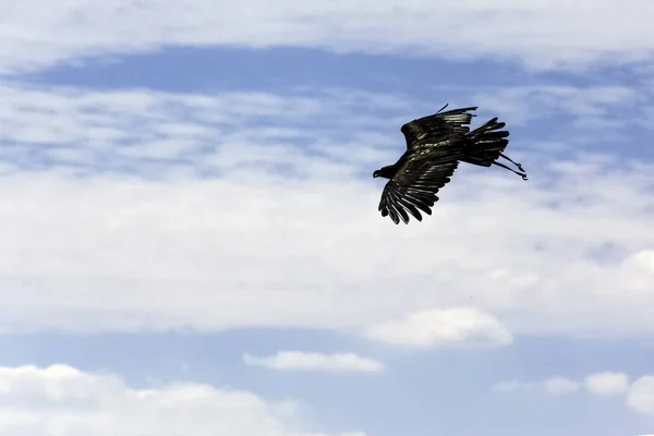 Νεαρός Φαλακρός Αετός Haliaeetus Leucocephalus Γνωστός Και Λευκοκέφαλος Αετός Θαλάσσιος — Φωτογραφία Αρχείου