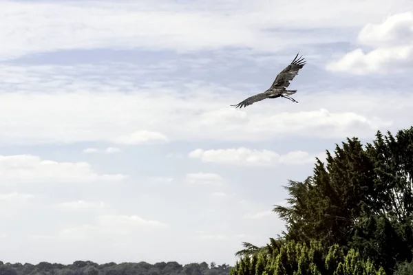 Giovane Aquila Calva Haliaeetus Leucocephalus Conosciuta Anche Come Aquila Dalla — Foto Stock