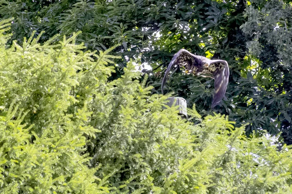 Молодий Лисий Орел Haliaeetus Leucocephalus Також Відомий Білохвостий Або Білохвостий — стокове фото