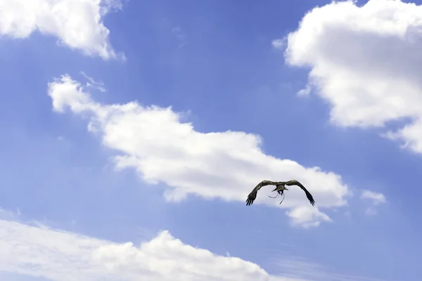 飞红风筝 Milvus Milvus 在蓝天上 — 图库照片