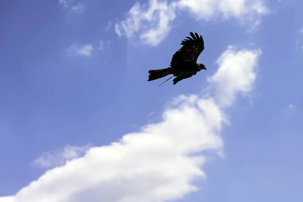 Pipa Vermelha Voadora Milvus Milvus Céu Azul — Fotografia de Stock