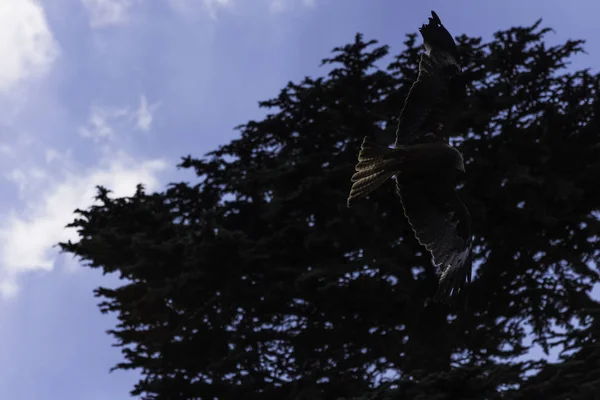 Літаючий Чорний Змій Мілош Мігранти — стокове фото