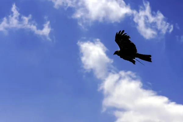 Flying Black Kite Milvus Migrans Stock Image