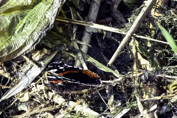 Vanessa Atalanta Almirante Vermelho Anteriormente Borboleta Admirável Vermelha Parque Nacional — Fotografia de Stock