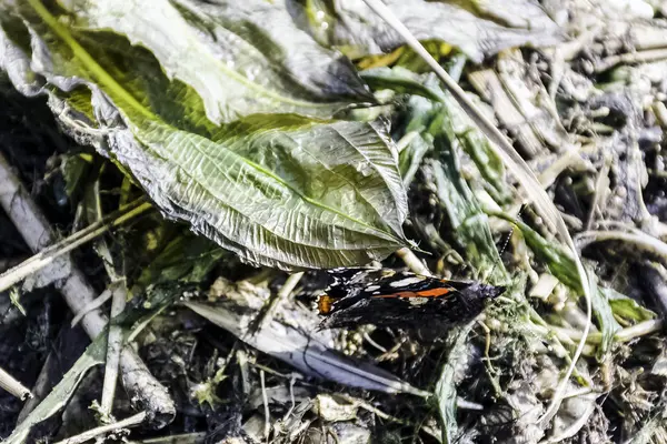 Vanessa Atalanta Nummervlinder Eerder Rode Bewonderenswaardige Vlinder Nationaal Park Kampinos — Stockfoto