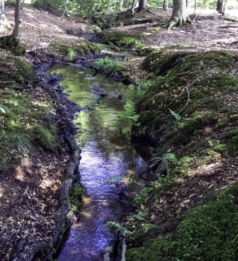 Stream vahşi orman - Slowinski Milli Parkı, Kaszuby, Pomorskie, Polonya