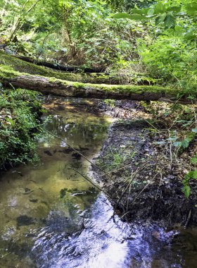 Stream vahşi orman - Slowinski Milli Parkı, Kaszuby, Pomorskie, Polonya
