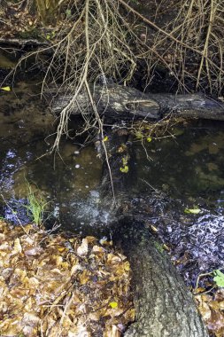 Stream vahşi orman - Slowinski Milli Parkı, Kaszuby, Pomorskie, Polonya