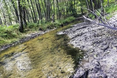 Stream vahşi orman - Slowinski Milli Parkı, Kaszuby, Pomorskie, Polonya