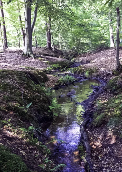 Bach Wilden Wald Slowinski Nationalpark Kaszuby Pomorskie Poland — Stockfoto