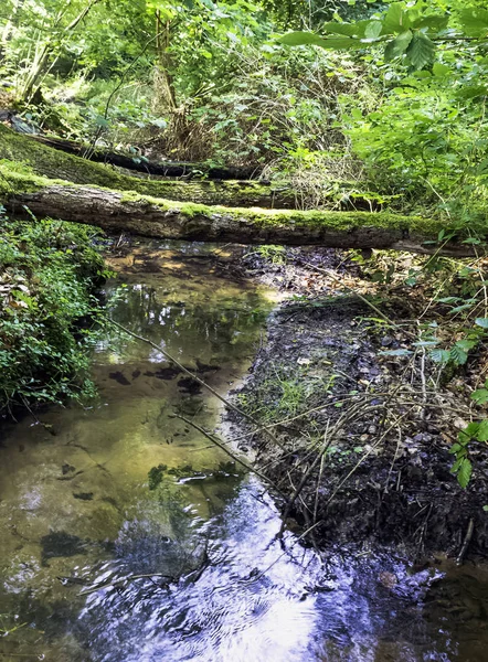 Bach Wilden Wald Slowinski Nationalpark Kaszuby Pomorskie Poland — Stockfoto