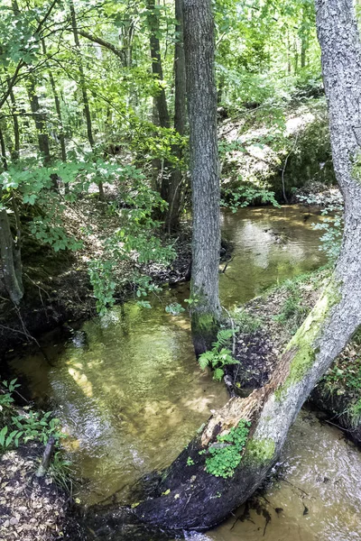 Stream Wild Bos Slowinski Nationaal Park Kaszuby Pomorskie Polen — Stockfoto