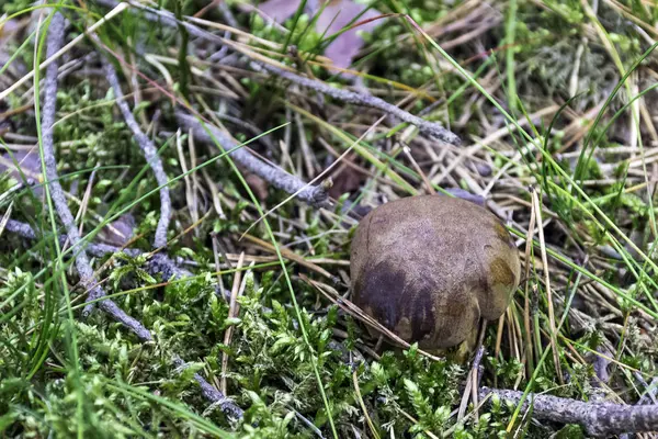 Seta Silvestre Imleria Badia Bay Bolete Parque Nacional Slowinski Polonia — Foto de Stock